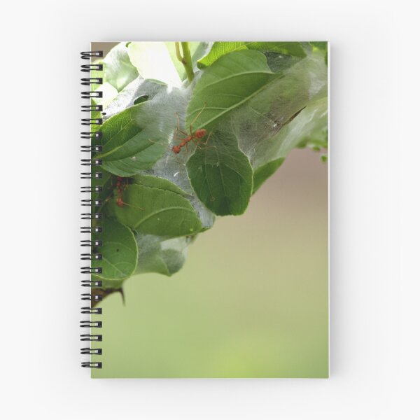 Item preview, Red ants nest in the leaves. designed and sold by VgBingi.
