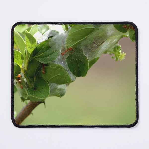 Item preview, Red ants nest in the leaves. designed and sold by VgBingi.