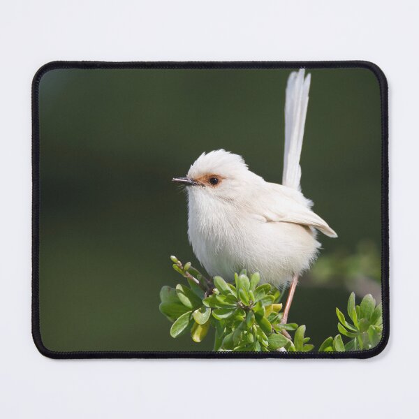 Item preview, White Fairywren designed and sold by DiomediaDesigns.