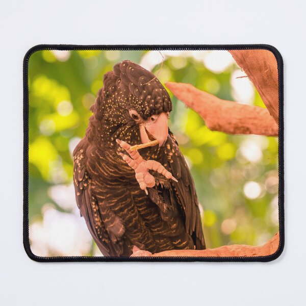 Item preview, Black Cockatoo Snacking 1 designed and sold by Guyzimijz.