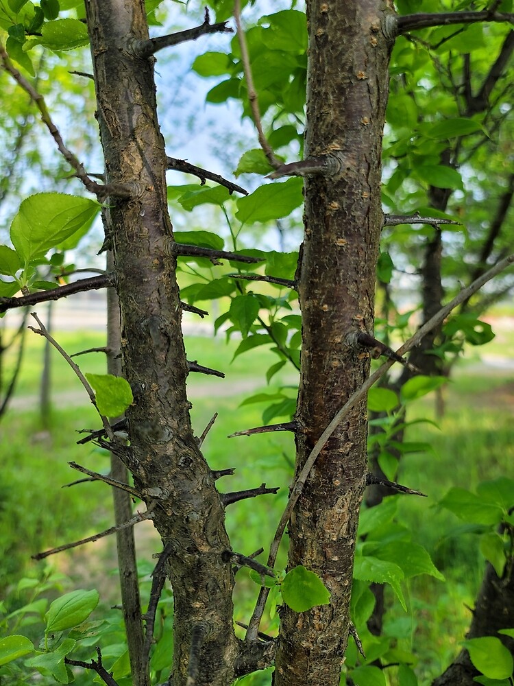 Poster « Un arbre épineux sur le déversoir de la rivière Yeongsan à côté du complexe sportif de Poster « Un arbre épineux sur le déversoir de la rivière Yeongsan à côté du complexe sportif de
