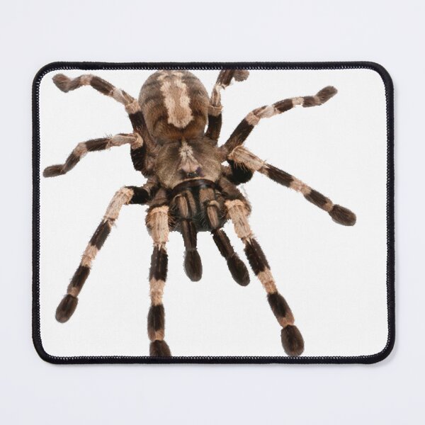 Item preview, little spider, tarantula, spider designed and sold by Viktoriia Trubiichuk.