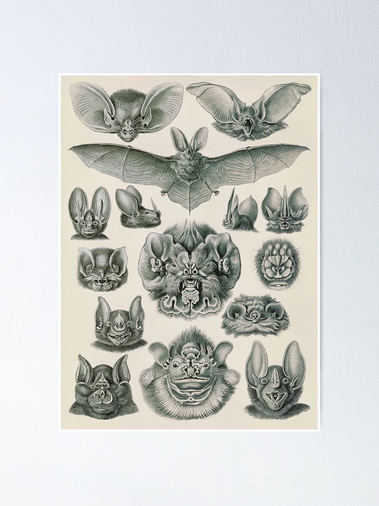 Émile Deyrolle Bat Illustration, Dark Academia Print, Bat Skeleton Study,  Dark Chiroptera Art Print, Animal Anatomy Study, TÉLÉCHARGEMENT NUMÉRIQUE -   France