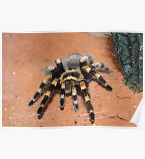 Mexican Redknee Tarantula Poster
