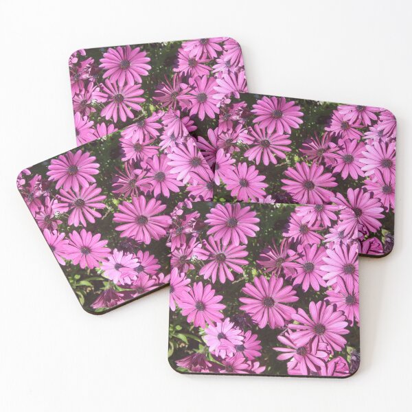 Item preview, Magenta Pink Osteospermum Flowers In The Garden Photograph designed and sold by taiche.