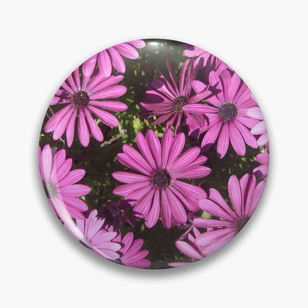 Item preview, Magenta Pink Osteospermum Flowers In The Garden Photograph designed and sold by taiche.