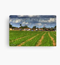 Stawberry Fields Canvas Print