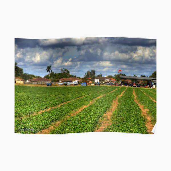 Stawberry Fields Poster