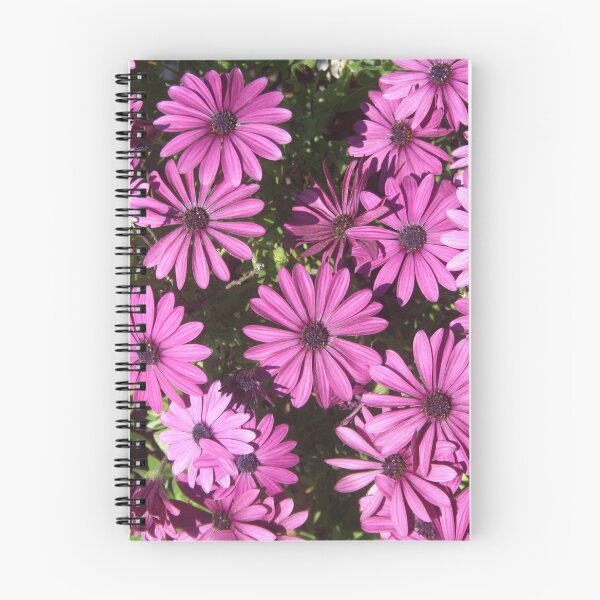 Item preview, Magenta Pink Osteospermum Flowers In The Garden Photograph designed and sold by taiche.