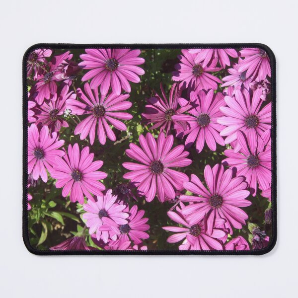 Item preview, Magenta Pink Osteospermum Flowers In The Garden Photograph designed and sold by taiche.