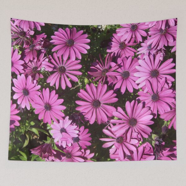 Item preview, Magenta Pink Osteospermum Flowers In The Garden Photograph designed and sold by taiche.