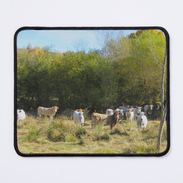 Item preview, Twelve cows designed and sold by AHELENE.
