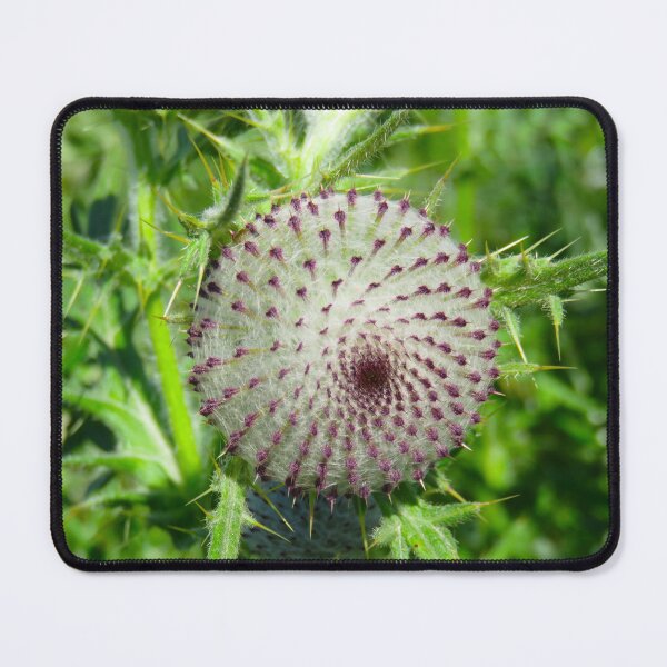Item preview, Cirsium eriophorum designed and sold by AHELENE.