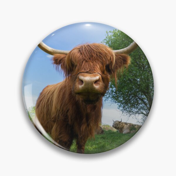 Item preview, Magnificent Scottish Highland Cow designed and sold by rawshutterbug.