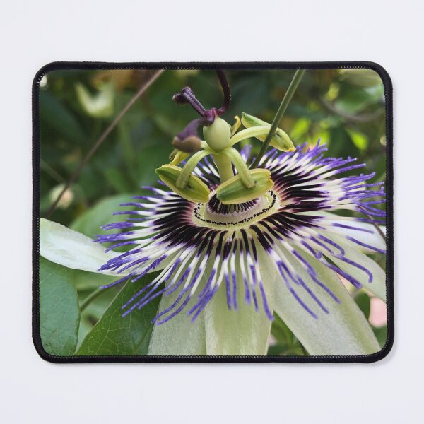 Item preview, Passion Flower designed and sold by KMHPhotography.