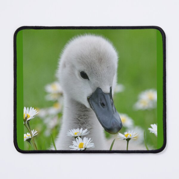 Item preview, The Cygnet in The Daisies designed and sold by ClaireChown.