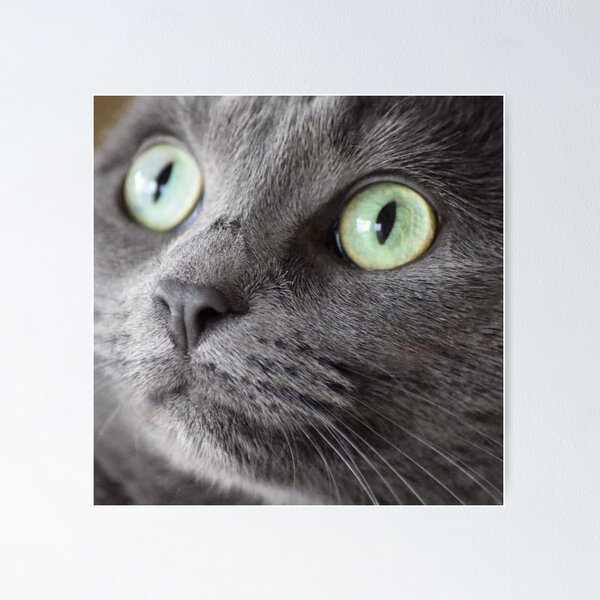 imagenes de gatito para imprimir y armar｜Búsqueda de TikTok