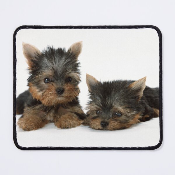 Item preview, Two puppies. Cute yorkshire terrier designed and sold by TasseCreative.