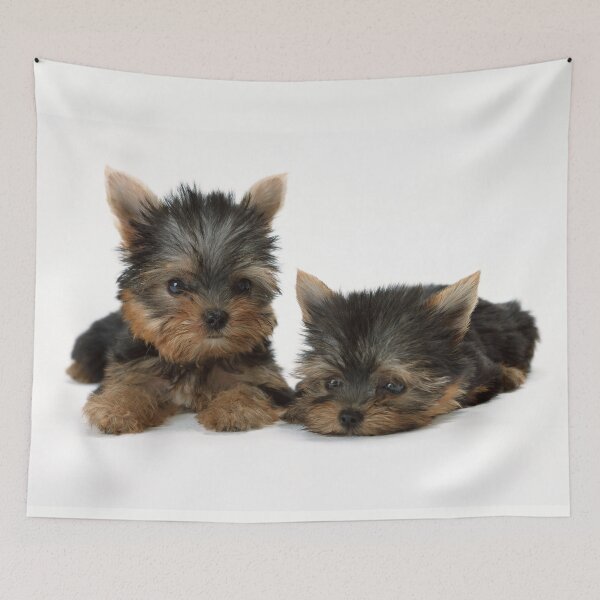 Item preview, Two puppies. Cute yorkshire terrier designed and sold by TasseCreative.