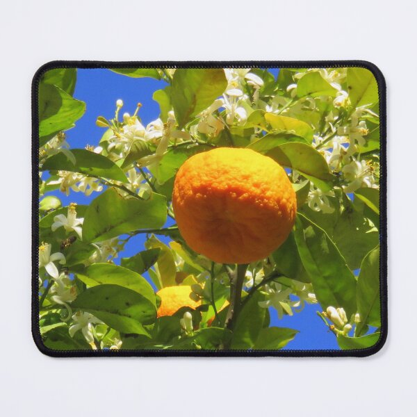 Item preview, orange dans son oranger designed and sold by AHELENE.
