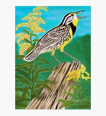 Male MeadowLark Photographic Print