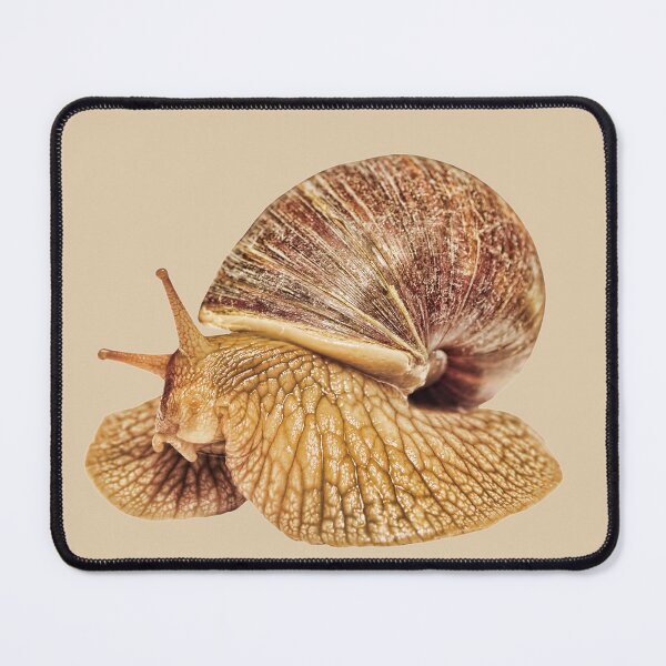 Item preview, Achatina snail taken closeup isolated on white. designed and sold by IaroslavB.