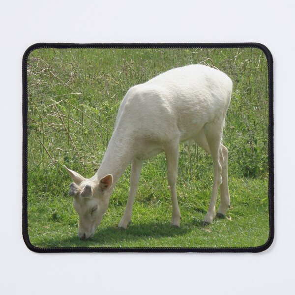 Item preview, White Deer Buck Grazing Photograph designed and sold by naturegallery.