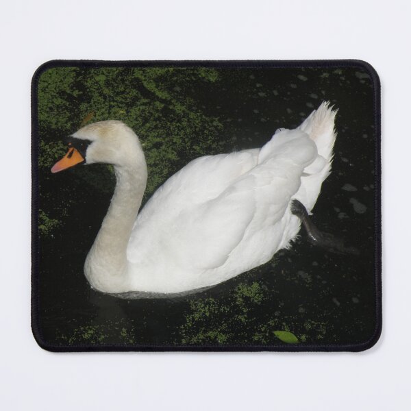 Item preview, Graceful White Female Mute Swan Photograph designed and sold by naturegallery.