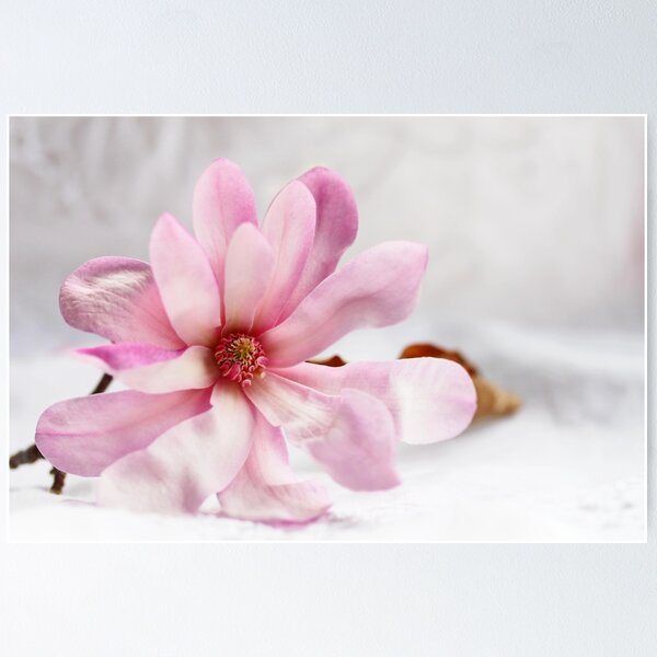 Item preview, Still Magnolia designed and sold by Evita.