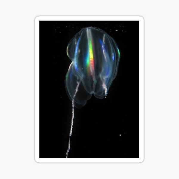 Rainbow Ctenophore Jellyfish Sticker
