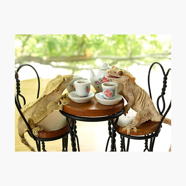 Crested Gecko Tea Party 2011 Lumina & Sakura Photographic Print