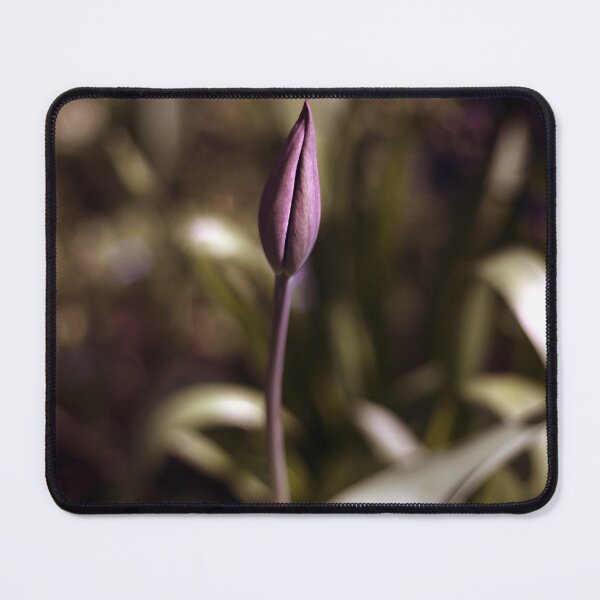 Item preview, Single Tulip designed and sold by Philip Butler.