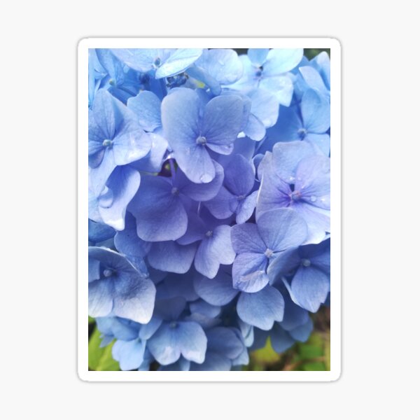 Item preview, Blue hydrangea photograph  designed and sold by esvb.