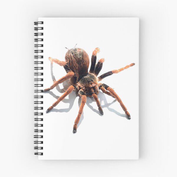 Item preview,  animal, spider, cobweb designed and sold by Viktoriia Trubiichuk.