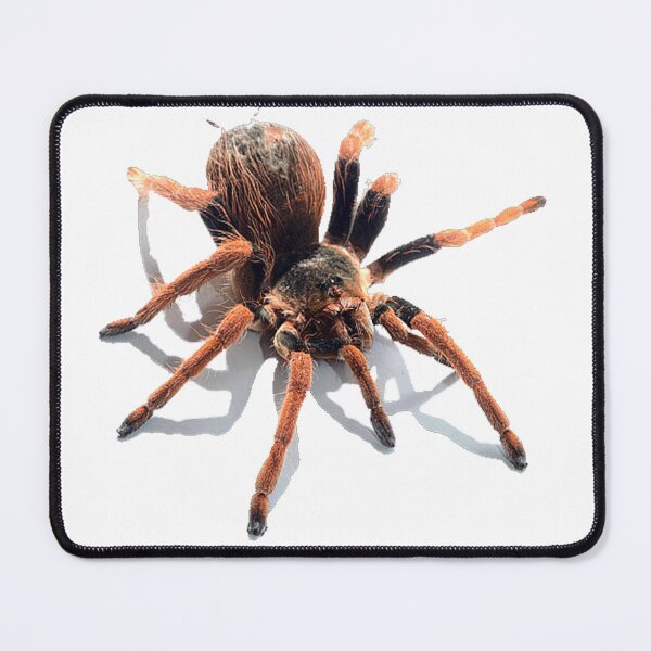 Item preview,  animal, spider, cobweb designed and sold by Viktoriia Trubiichuk.