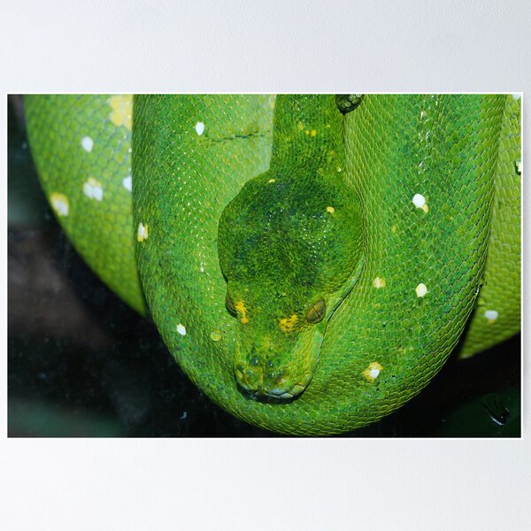 Green Tree Python - Malaysia Poster