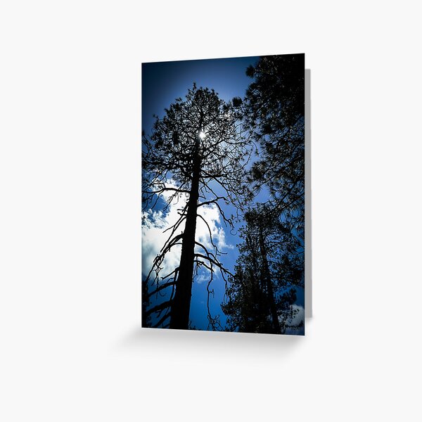 Through The Trees, Mount Wilson, California Greeting Card