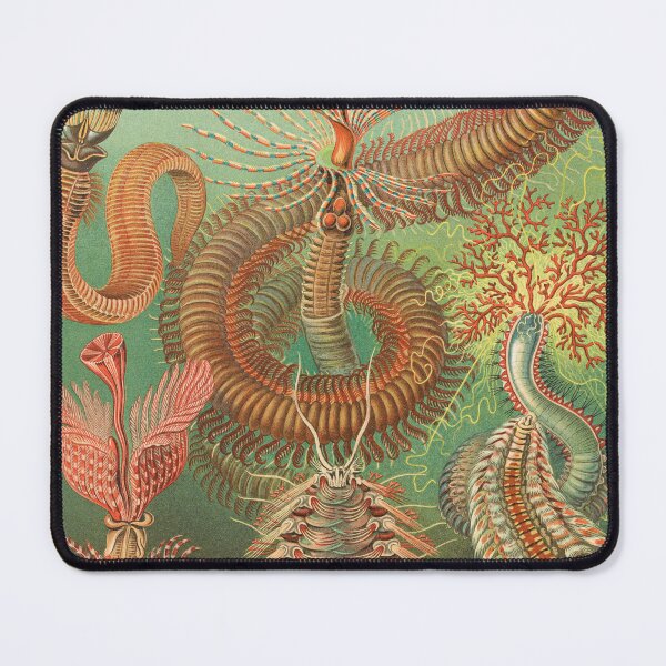 Item preview, Ernst Haeckel Spined Marine Worms Illustration, 1904 designed and sold by Vintage Wall Art.