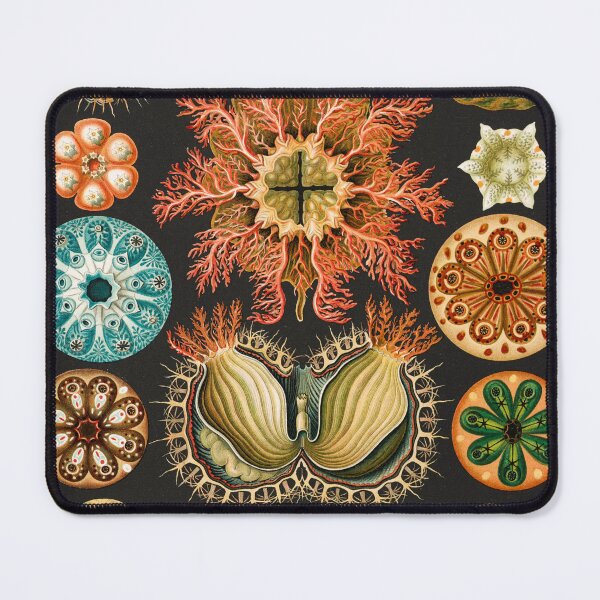 Item preview, Ernst Haeckel Sea Squirts Illustration, 1904 designed and sold by Vintage Wall Art.