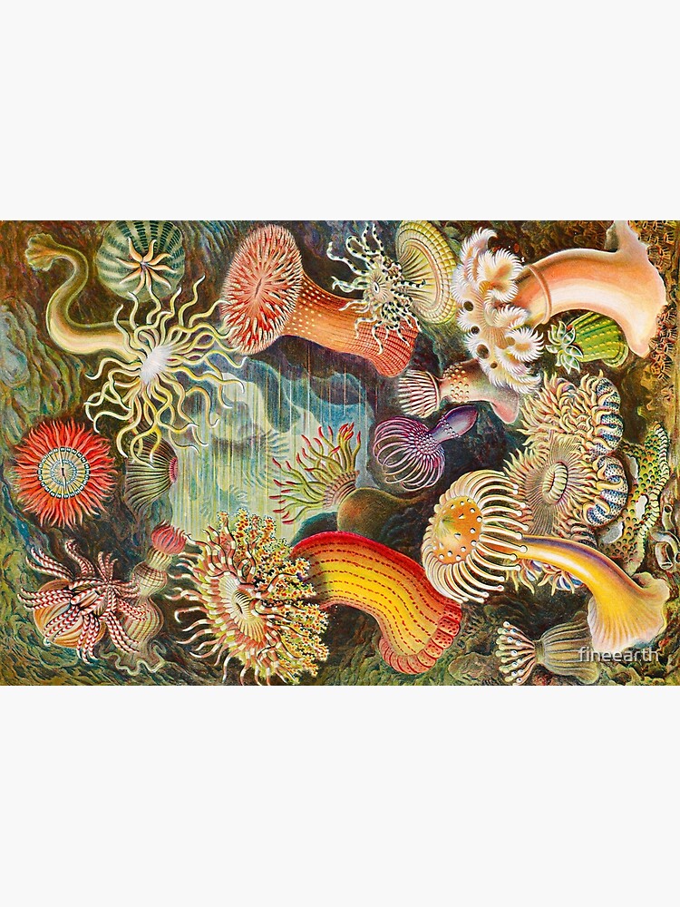 絵画 anemone 土屋楽山 木版画 洋草花譜『アネモネ (Anemone