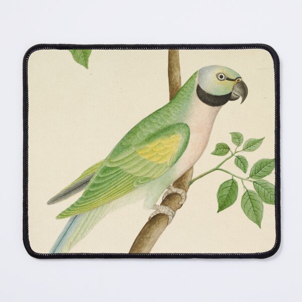 Item preview, Green Parrot Painting, 1820 designed and sold by Vintage Wall Art.