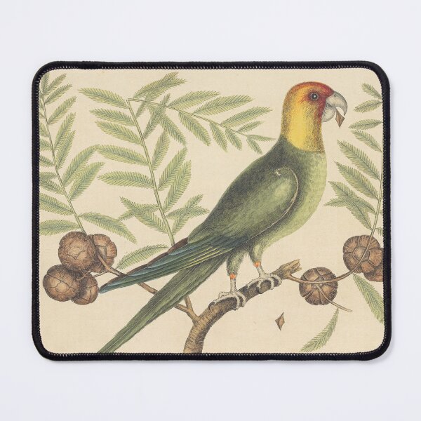 Item preview, The Parrot of Carolina Vintage Bird Print, Mark Catesby, 18th Century designed and sold by Vintage Wall Art.