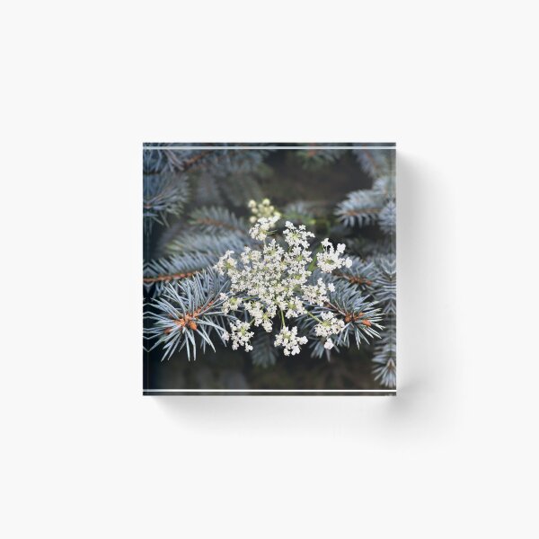 Item preview, Sharp, Delicate, & Hardy designed and sold by CJGrimes.