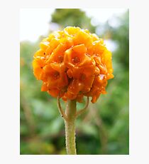 Buddleja globosa Photographic Print