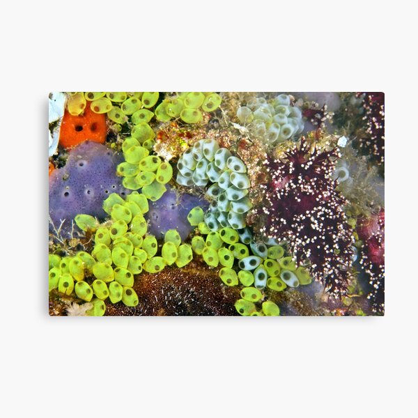 Potpourri Metal Print
