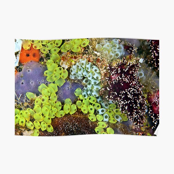 Potpourri Poster