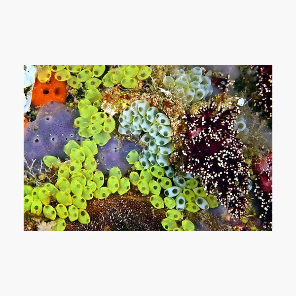Potpourri Photographic Print