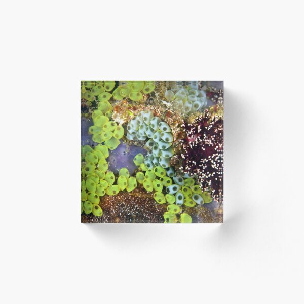 Potpourri Acrylic Block