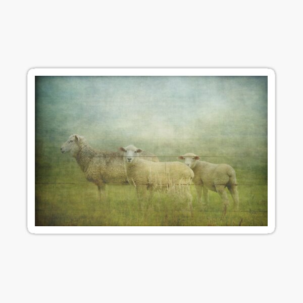 a sheepish little trio Sticker