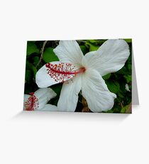 HIBISCUS IN VOLUMES Greeting Card